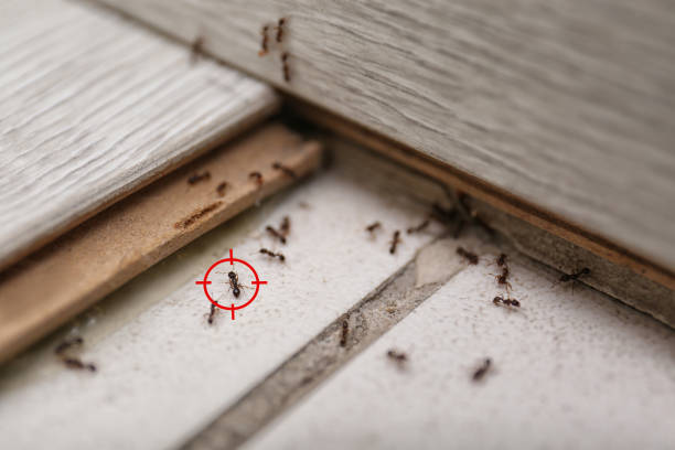 Best Residential Pest Control  in , MN