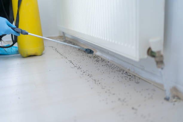 Best Flea Control Services  in , MN
